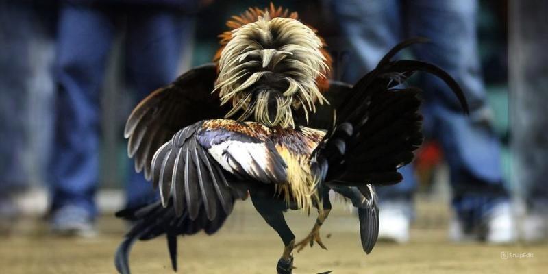 Phân tích cụ thể các cửa cược